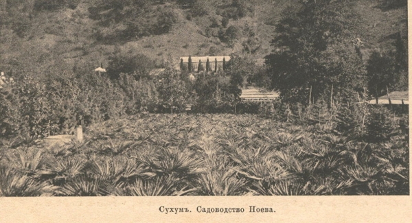 Сухумская история "гиацинтового" магната